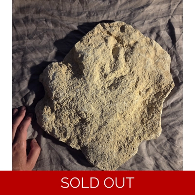 Ultra Rare Acrocanthosaurus Fossil Theropod Dinosaur Track Footprint Texas Ultra Rare Acrocanthosaurus Fossil Theropod Dinosaur Track Footprint Texas